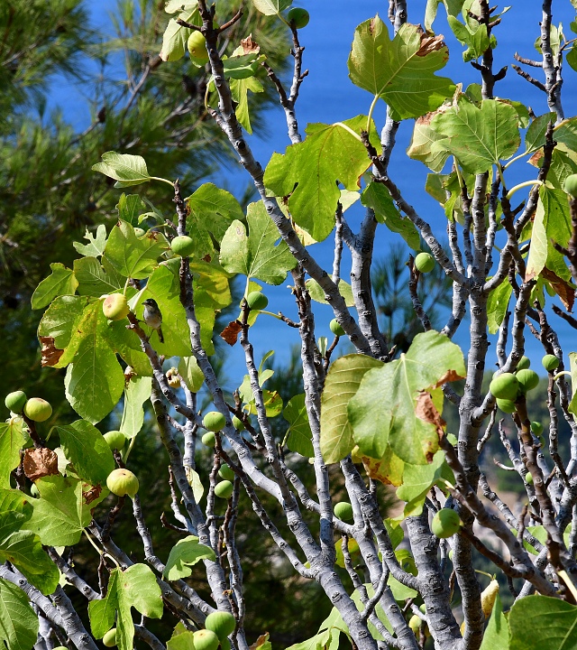ficus carica / fkovnk smokvo