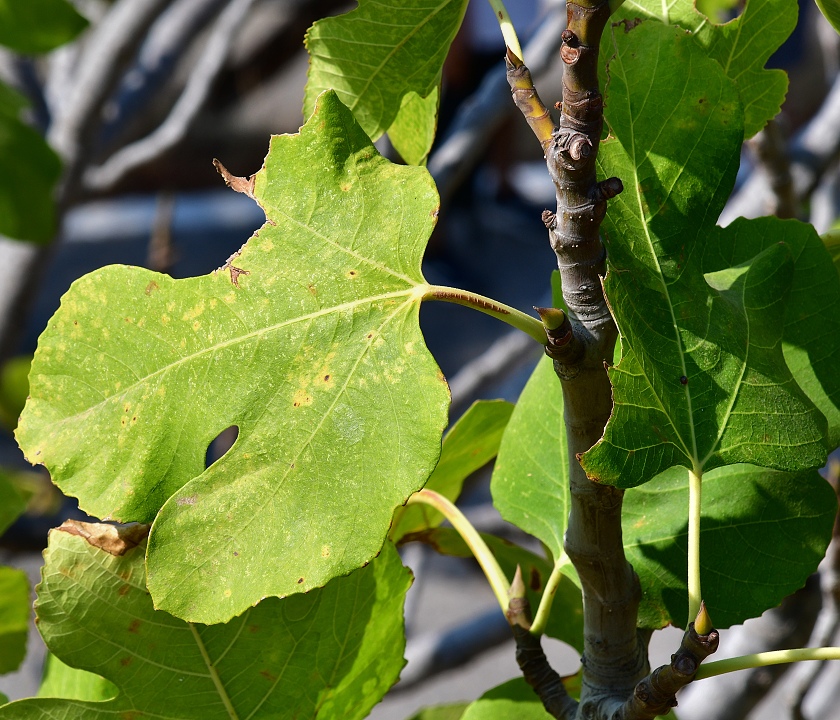 ficus carica / fkovnk smokvo