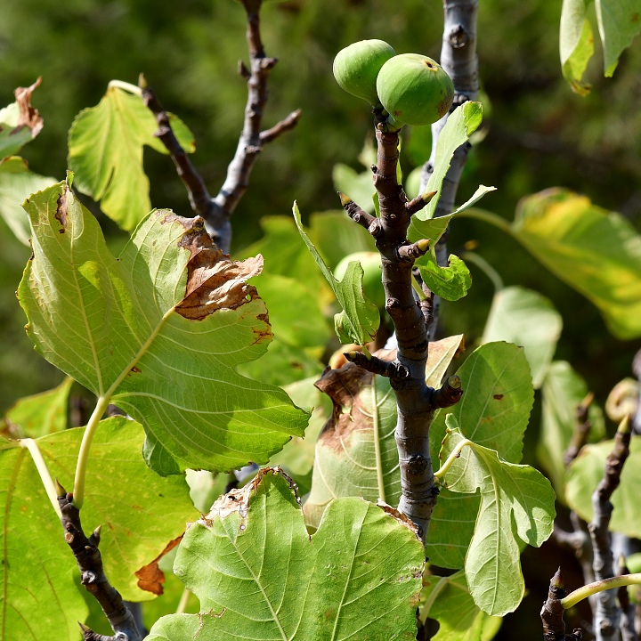 ficus carica / fkovnk smokvo