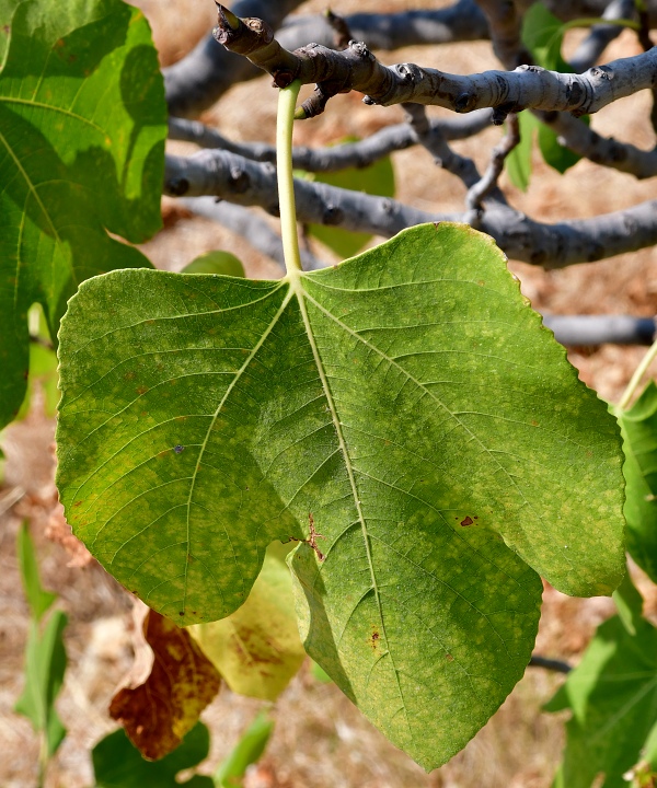 ficus carica / fkovnk smokvo