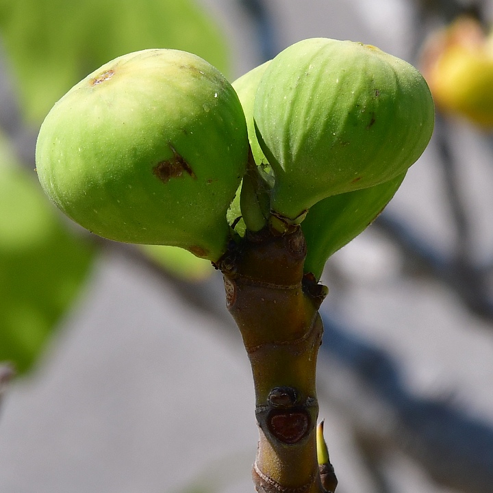 ficus carica / fkovnk smokvo