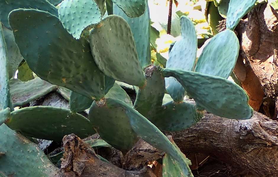 opuntia ficus-indica / opuncie mexick
