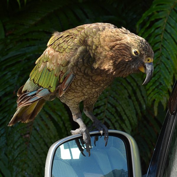 nestor kea / nestor notabilis