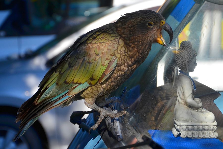 nestor kea / nestor notabilis