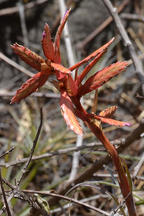 tillandsia latifolia / tilandsie �irolist�