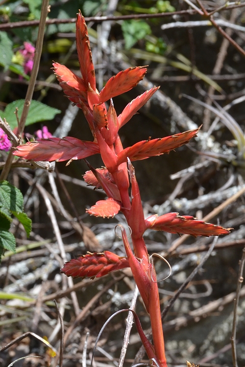tillandsia latifolia / tilandsie �irolist�