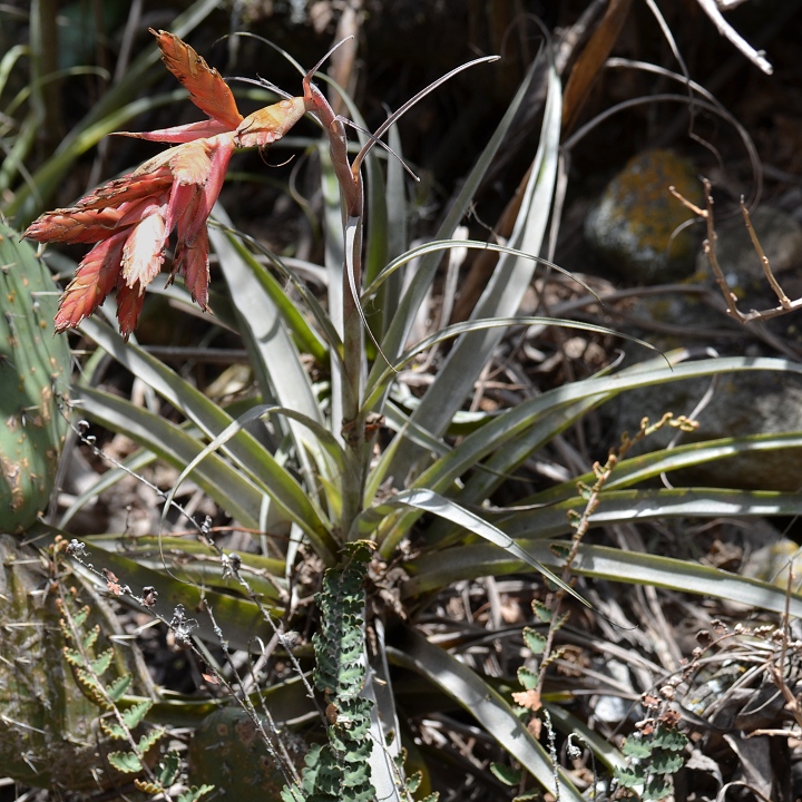 tillandsia latifolia / tilandsie �irolist�