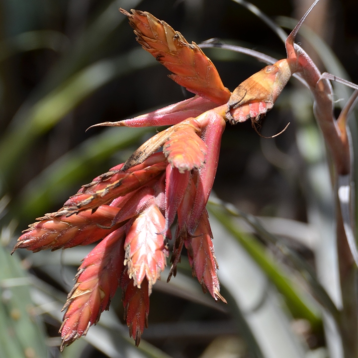 tillandsia latifolia / tilandsie �irolist�
