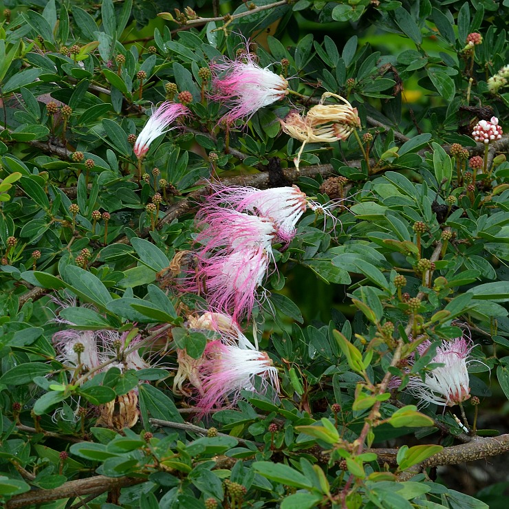 calliandra angustifolia / kaliandra �zkolist�