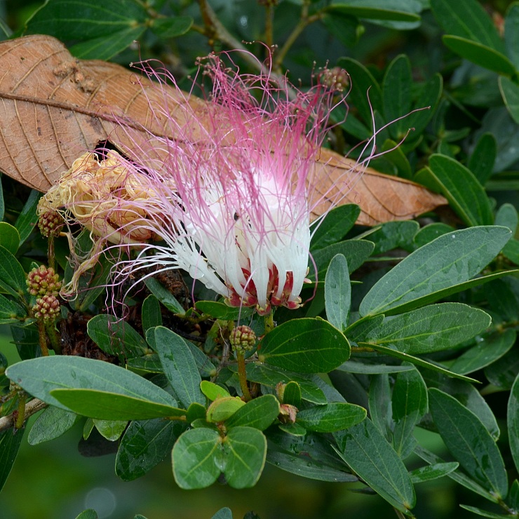 calliandra angustifolia / kaliandra �zkolist�