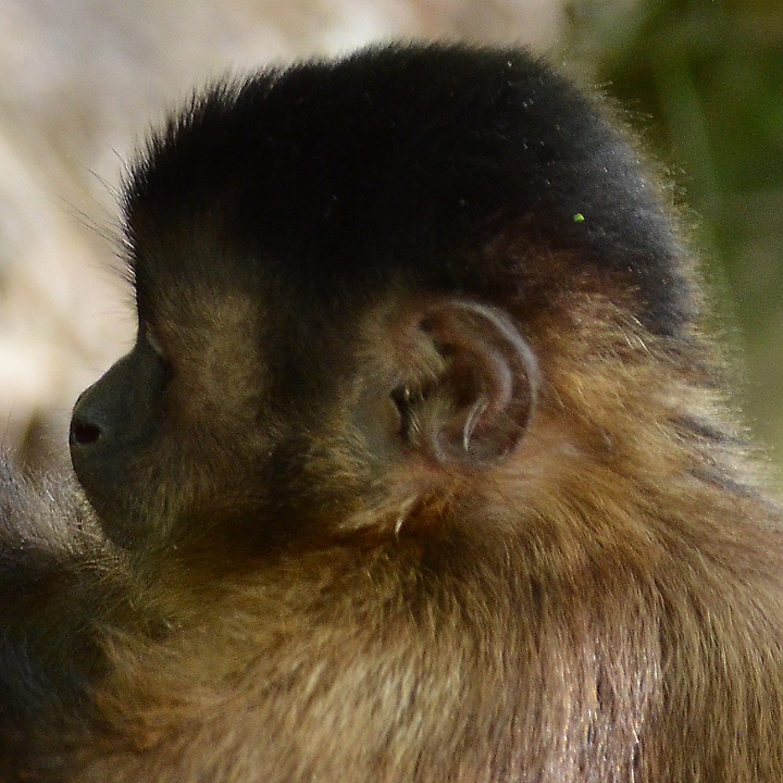 sapajus apella apella / malpa hn�d�