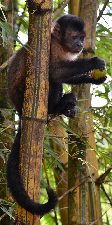 sapajus apella apella / malpa hn�d�