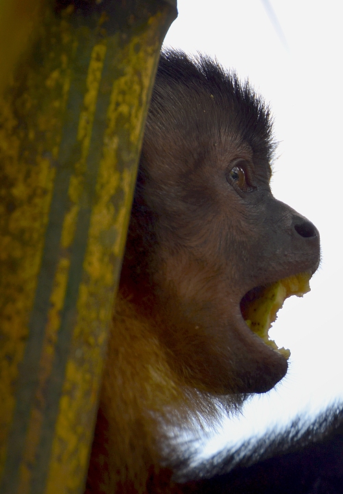 sapajus apella apella / malpa hn�d�