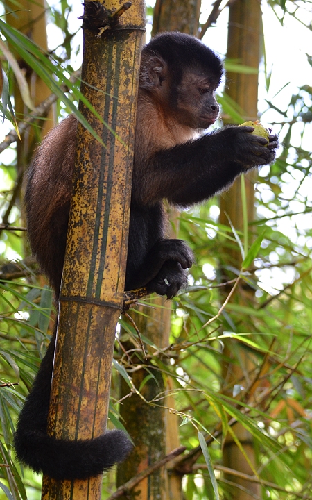 sapajus apella apella / malpa hn�d�